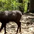 O capră neagră, surprinsă în imagini într-o pădure din Parcul Natural Putna Vrancea