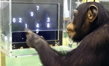 Cimpanzeii tineri au o memorie mai buna decat oamenii