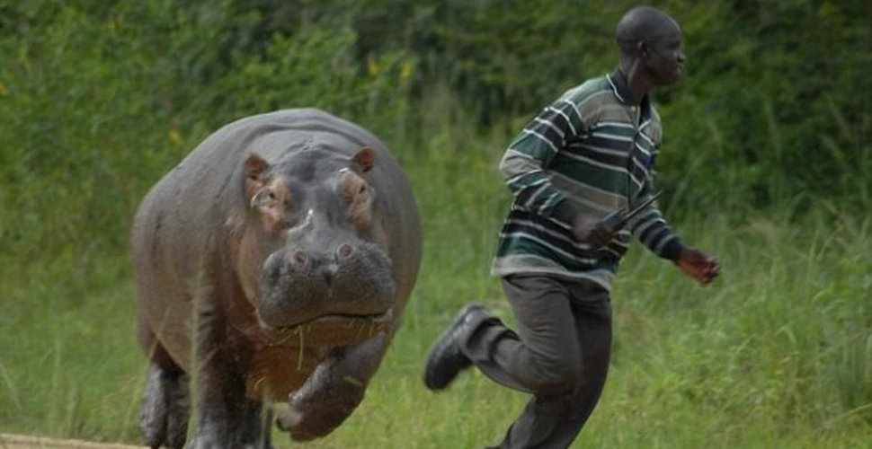 Cum scapi de un hipopotam furios ?