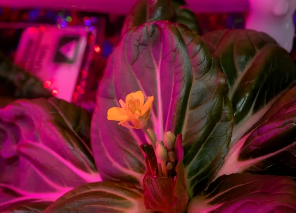 Astronauții NASA recoltează legume delicioase în spațiu, fără sol