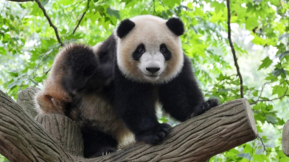 Motivul pentru care urșii panda adoră să se rostogolească în excremente