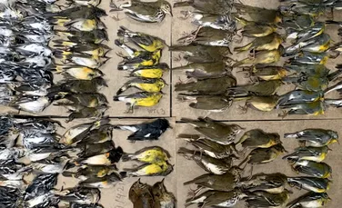 Trotuarele din New York, pline cu sute de păsări moarte. Au murit lovindu-se de zgârie-nori