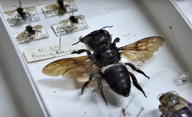 Cea mai mare albină din lume a fost descoperită, în viaţă, în Indonezia – VIDEO