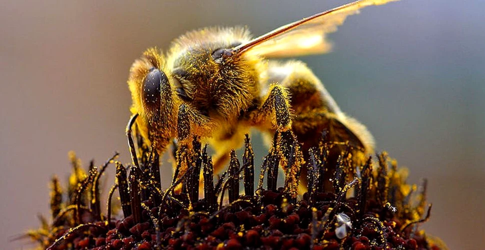Albinele şi viespile au o capacitate asemănătoare cu cea a omului