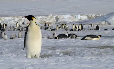 Noi colonii de pinguini imperiali au fost descoperite cu ajutorul imaginilor prin satelit
