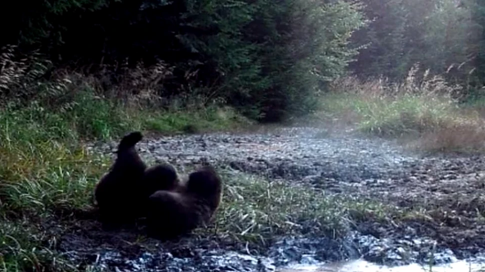 Imagini amuzante cu un urs care se tăvăleşte de zor în noroi, într-o pădure din România