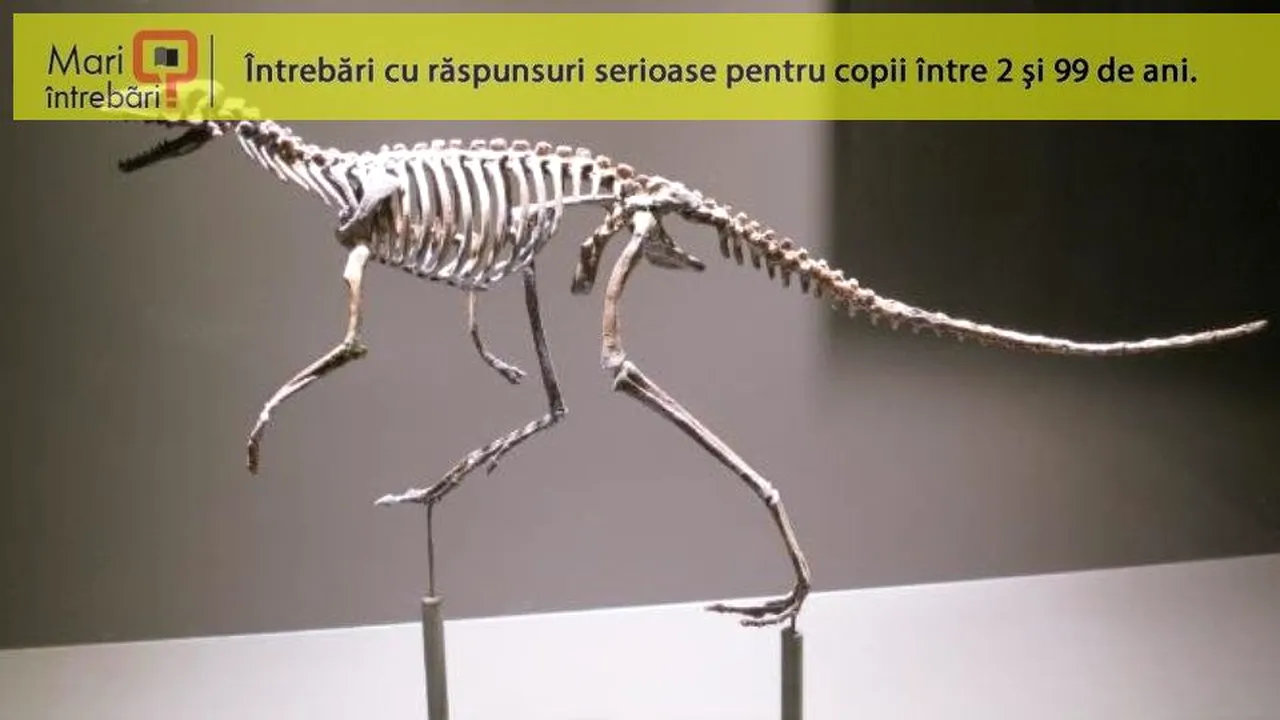 1-dinozaur 