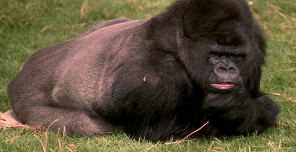 Gorila de munte protejata de trei state africane