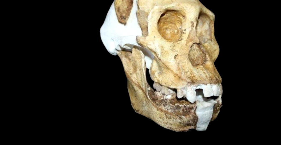 O fosilă „ciudată, ciudată” dezvăluie noi secrete despre istoria omenirii (VIDEO)