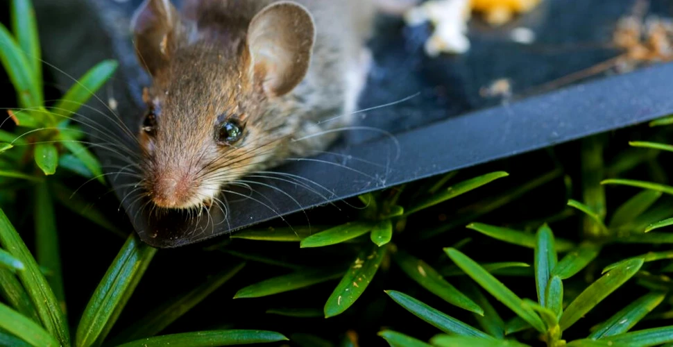 Șoarecii preferă să se împerecheze, în loc să mănânce, iar cercetătorii au înțeles de ce