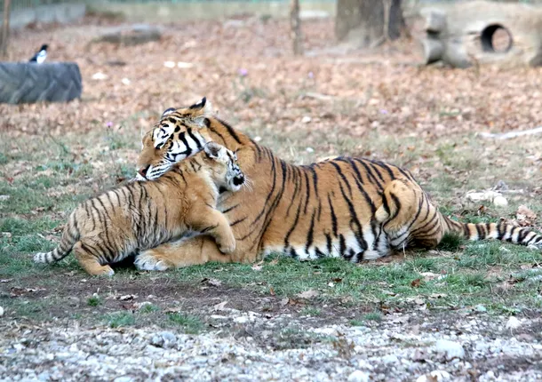 Puiul de tigru născut prematur la Grădina Zoologică din Piteşti 