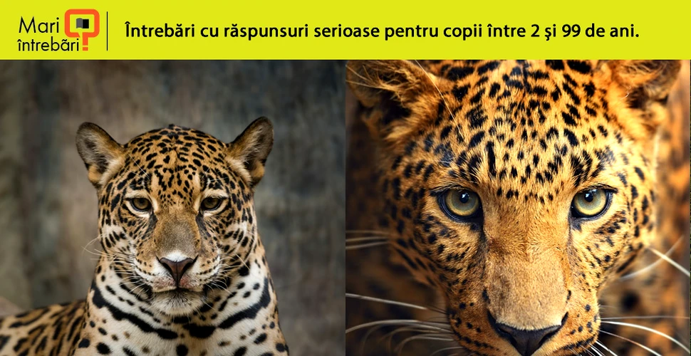 Care sunt diferenţele dintre jaguar şi leopard?