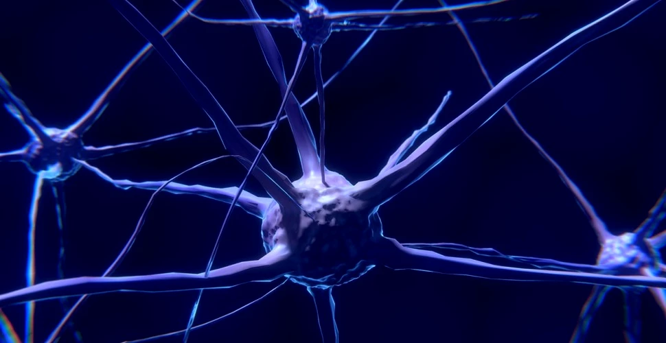 Cercetătorii au descoperit un neuron gigantic care acoperă creierul şi poate reprezenta prima explicaţie fizică pentru apariţia conştiinţei