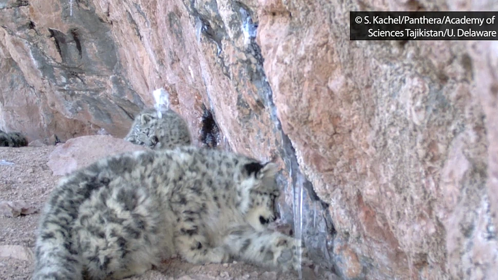 O cameră amplasată pe „acoperişul lumii” a filmat doi pui de leopard de zăpadă, o specie rară de feline (VIDEO)