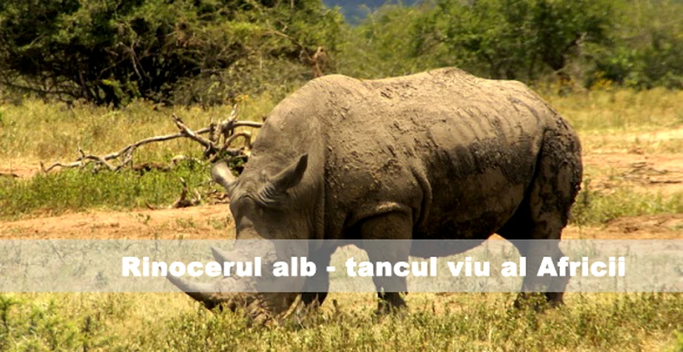 Rinocerul alb-tancul viu al Africii