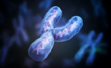 Cromozomul Y controlează mai mult decât sexul masculin