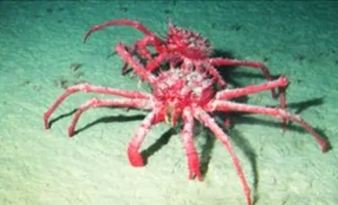 Crabii uriaşi prosperă în Antarctica