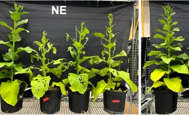 Unele plante își produc singure propriile pesticide. De ce nu este neapărat un lucru bun?