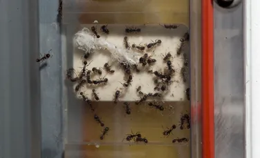 Idee ingenioasă: NASA a trimis 800 de furnici în spaţiu pentru a putea construi roboţi mult mai inteligenţi