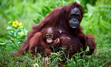 Cea mai mică primată descoperită vreodată are indicii cu privire la evoluţia maimuţelor