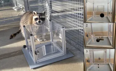 Cercetătorii au descoperit că ratonii rezolvă puzzle-uri pentru distracție, nu neapărat pentru recompensă