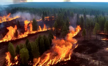 Cum supraviețuiesc animalele sălbatice incendiilor de vegetație?