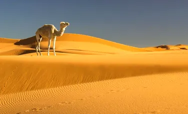 Activităţile oamenilor au întârziat formarea deşertului Sahara cu 500 de ani
