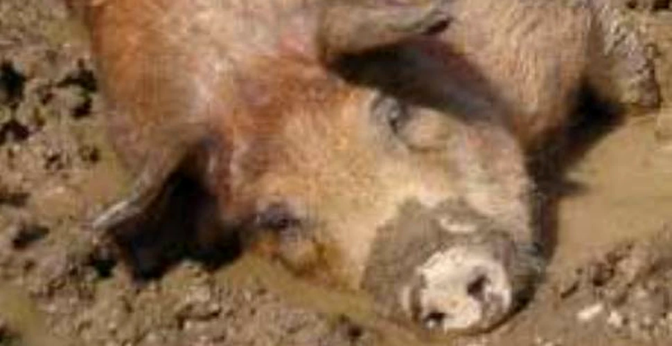 Gripa porcina: un caz suspect in Italia