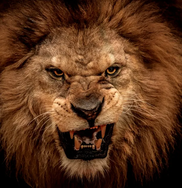 Leu mascul într-o grimasă de furie