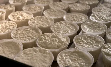 Brânza ricotta, în pericol din cauza unei secete fără precedent