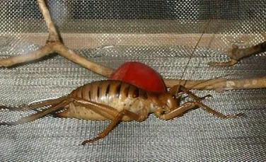 Uriasa Weta – cea mai grea insecta de pe pamant (FOTO)