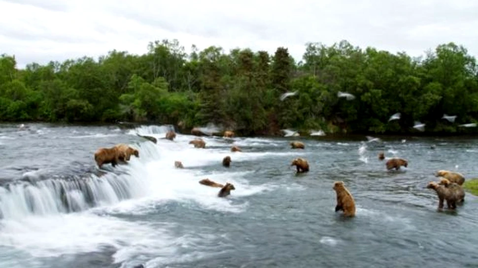 Ursii pescari, un spectacol fabulos care atrage mii de turisti (FOTO)