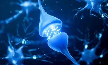 Au fost creați primii neuroni artificiali care ar putea comunica direct cu celulele vii