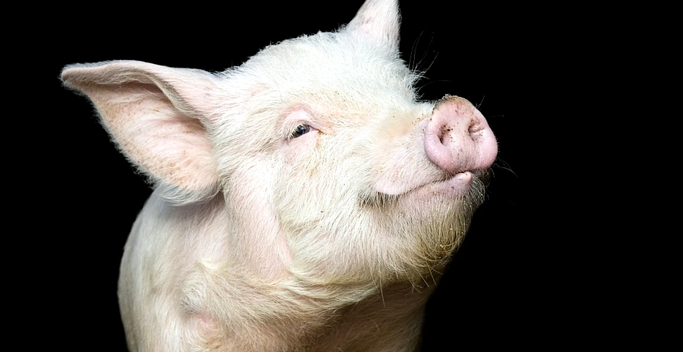 Porcii sunt la fel de inteligenţi şi de sociabili precum câinii – de ce preţuim o specie, iar pe cealaltă o mâncăm?