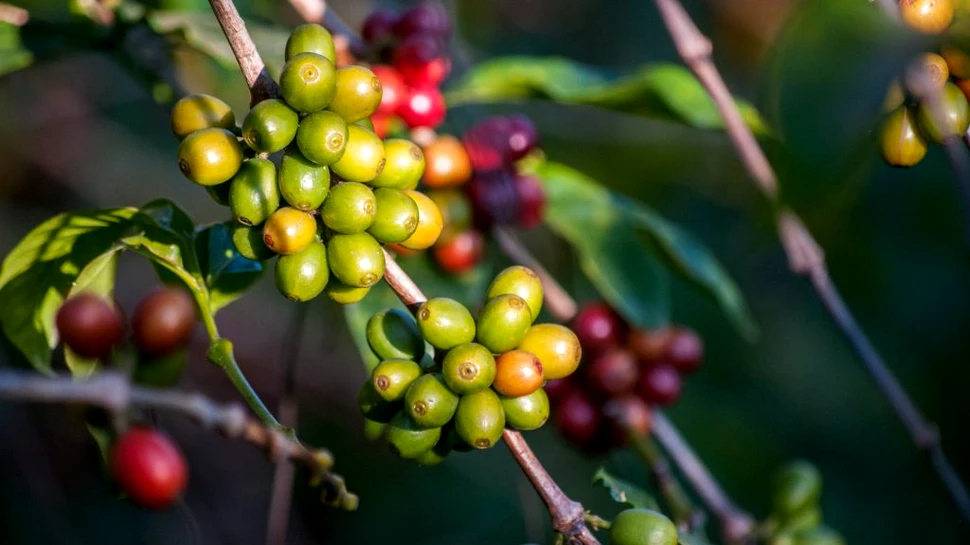 O specie rară care poate salva cafeaua de la schimbările climatice, redescoperită de cercetători