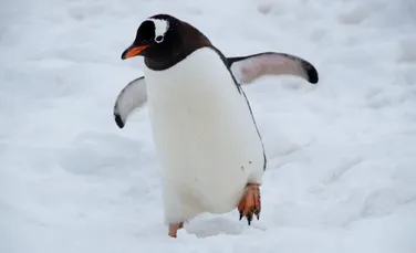 Penele de pinguin ar putea fi secretul pentru tehnologia anti-îngheț