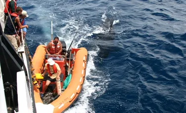 Incidente îngrijorătoare în apele din Spania și Portugalia. Balenele ucigașe au început să atace ambarcațiuni