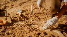 Un ,,cimitir de elefanți” vechi de 5,5 milioane de ani a fost descoperit în nordul Floridei