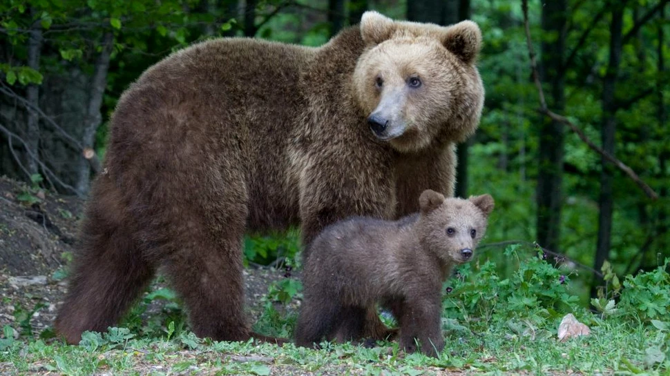 Intervenția imediată împotriva urșilor periculoși în extravilan, aprobată în România