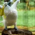 Papagalii cacadu adoră să danseze și au o multitudine de mișcări unice