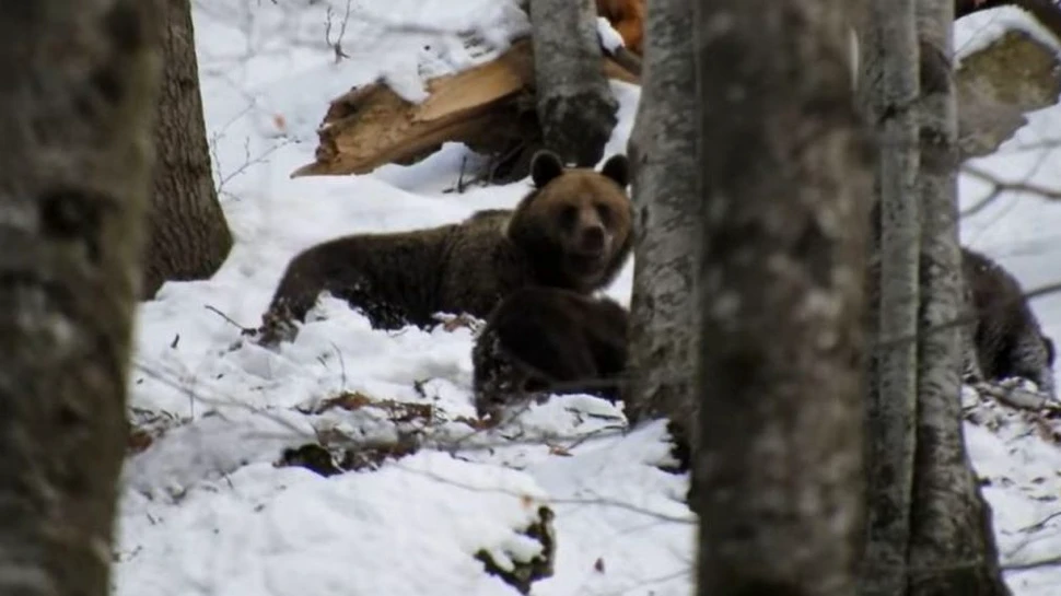 Joaca dintre o ursoaică și doi pui, surprinsă într-o pădure din Munții Bucegi