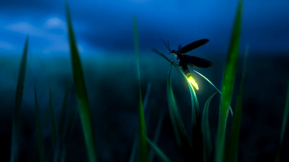 Licuricii sunt pe cale de dispariţie