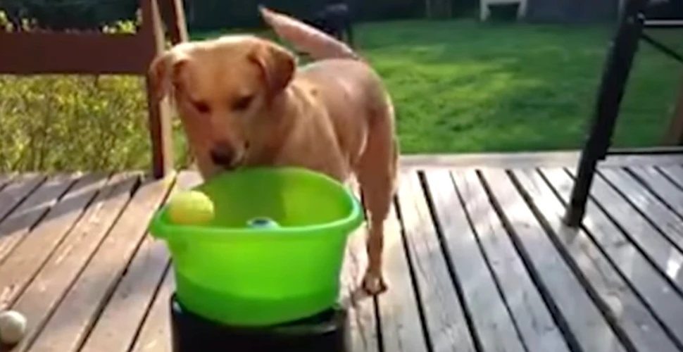 Soluţie pentru proprietarii de câini. Animalul e fericit, iar stăpânul odihnit – FOTO+VIDEO