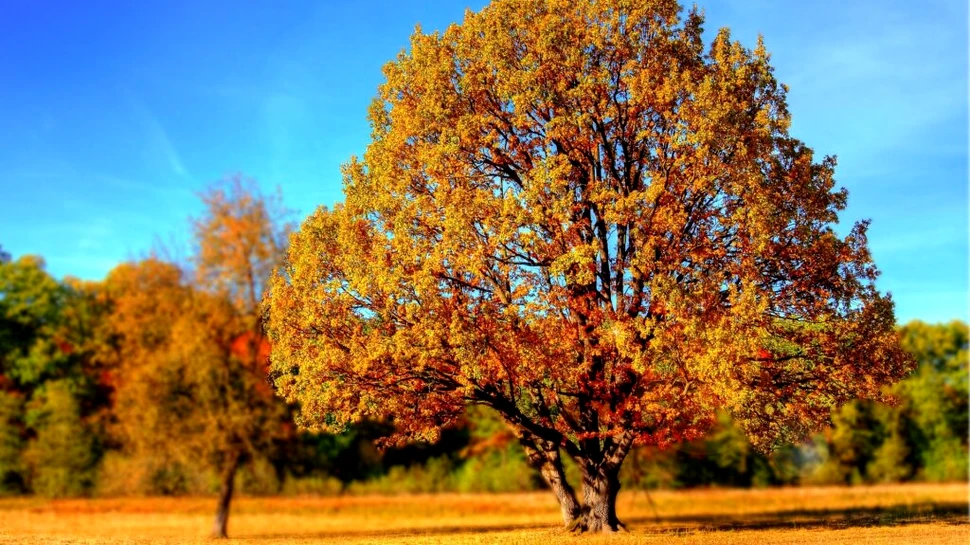 Prognoză ANM. La ce temperaturi să ne așteptăm în septembrie?