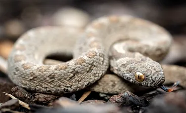 S-ar putea ca frica de șerpi să nu fie înnăscută