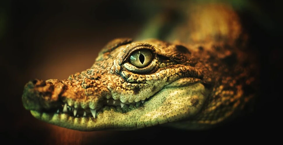 Cercetătorii au creat o piele electronică asemănătoare cu cea de crocodil