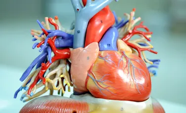 De ce știința nu a reușit nici până astăzi să creeze o inimă artificială?