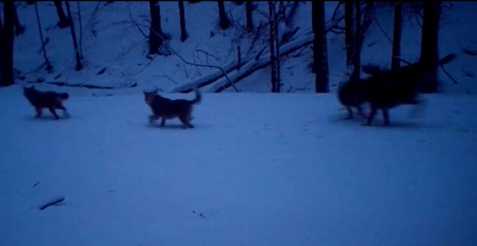 Ce se întâmplă când mai mulţi lupi, prădători eficienţi, se adună în zăpadă? Imagini filmate într-o pădure din România