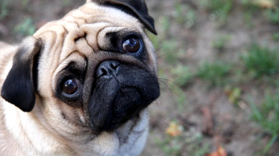 O rasă celebră de câine ar putea dispărea