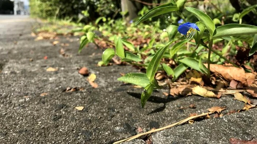 Cum s-au adaptat plantele pentru viața la oraș?